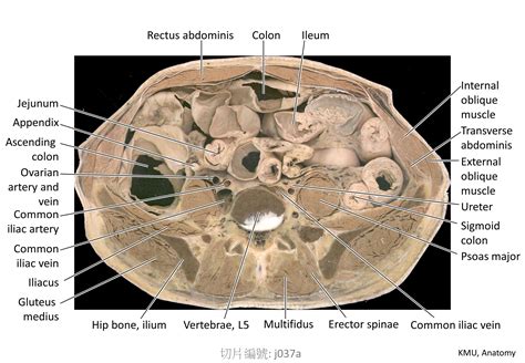 龜頭真人|KMU Anatomy Video